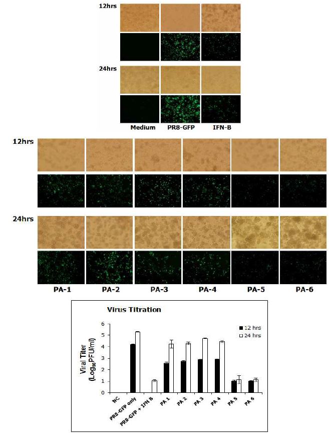 황백 유래 성분들의 동시처리에 의한 항 Influenza virus 효능 검증 (5ug)