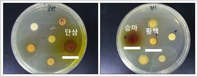 단삼, 황백, 승마의 A. pleuropneumoniae에 대한 항균활성 효능 검증
