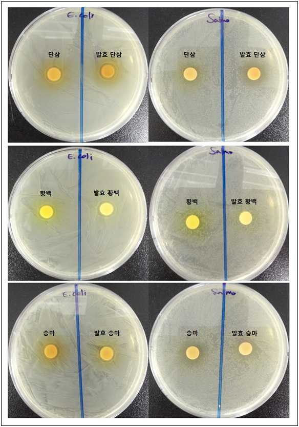 한방생약소재(단삼, 황백, 승마)와 한방생약발효소재의 E.coli, Salmonella typhimurium에 대한 항균활성 효능검증