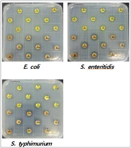 균주별 발효 후 항균활성 비교분석
