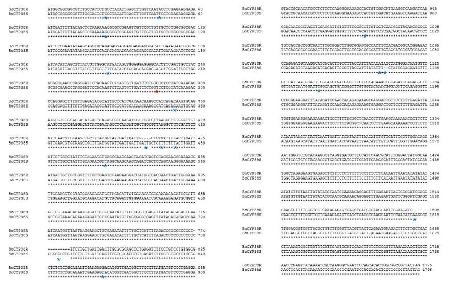 저항성 품종(BoCYP38R)과 감수성 품종(BoCYP38S)의 genomic 염기서열 비교