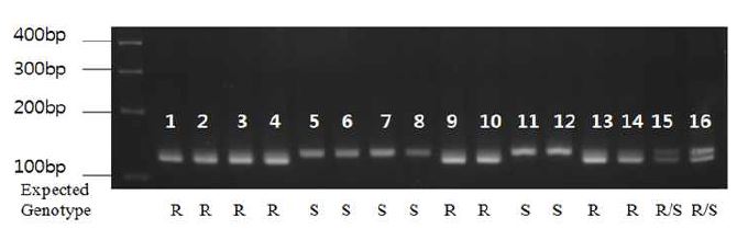 시들음병 SNP marker에 대한 genotyping