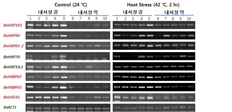 계통간 정상조건/고온스트레스 조건에서의 RT-PCR을 통한 고온스트레스 관련 유전자발현 분석