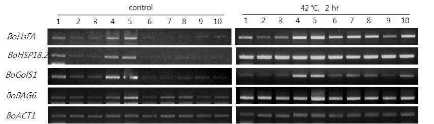 계통 간 HsFA transcription factor 하위조절 유전자발현 분석