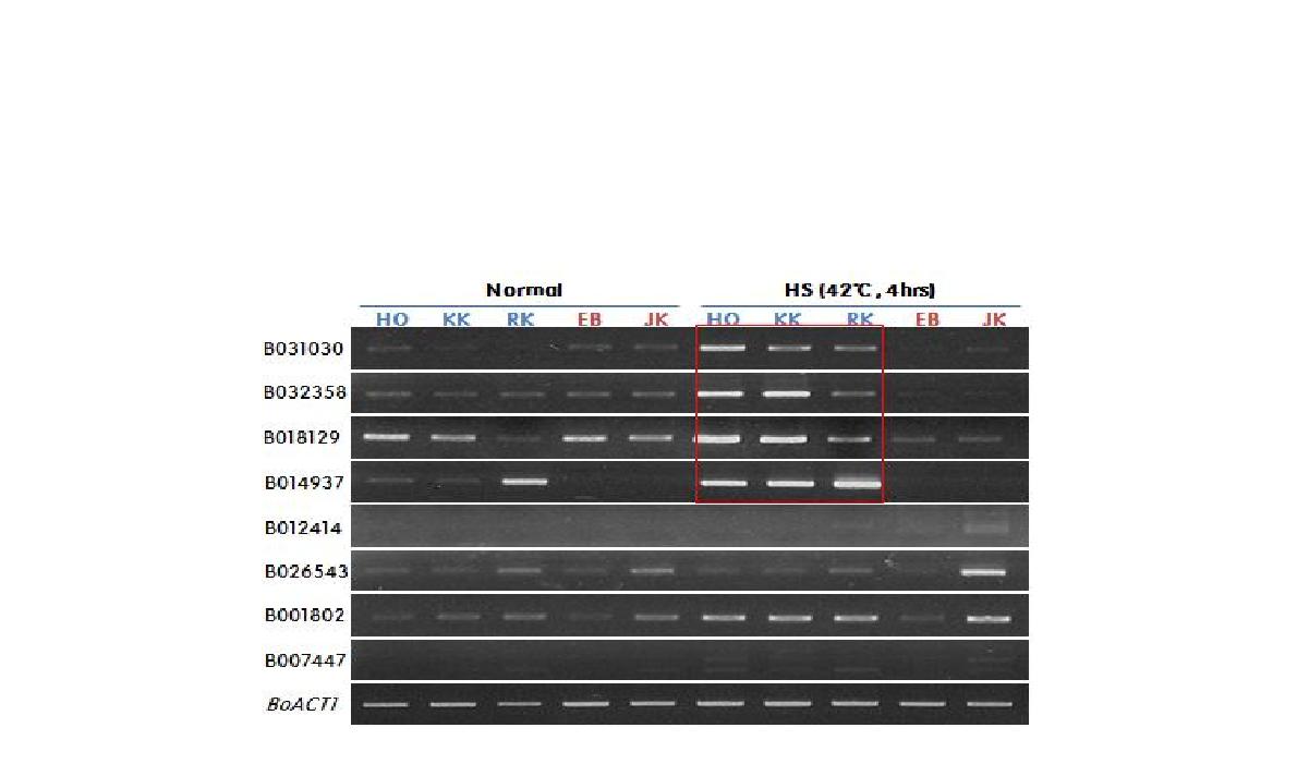 내서성 형질 계통 간 후보유전자 RT-PCR 분석.