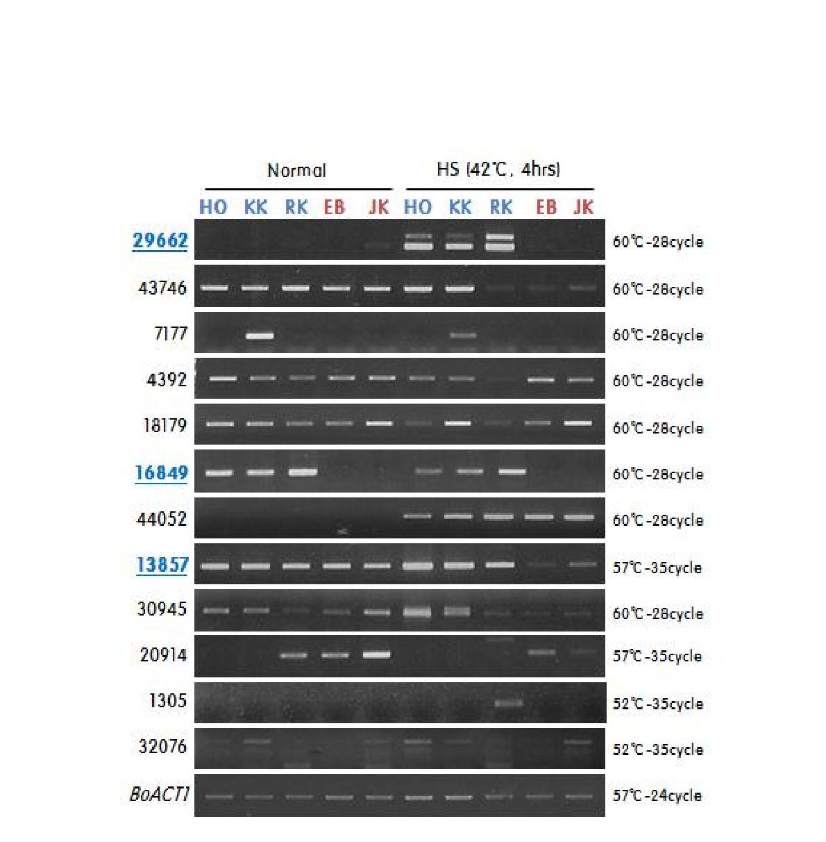 내서성 형질 계통 간 후보유전자 RT-PCR 분석