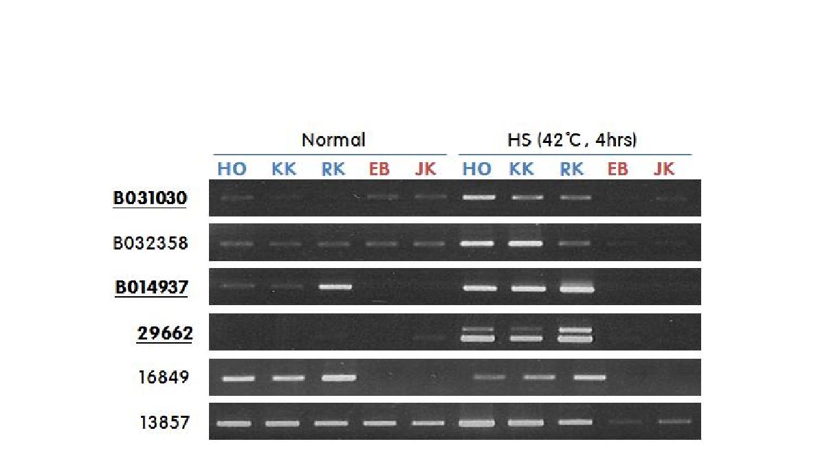 내서성 형질 계통 간 유전자발현 차이를 보이는 최종 선발 유전자의 RT-PCR 분석