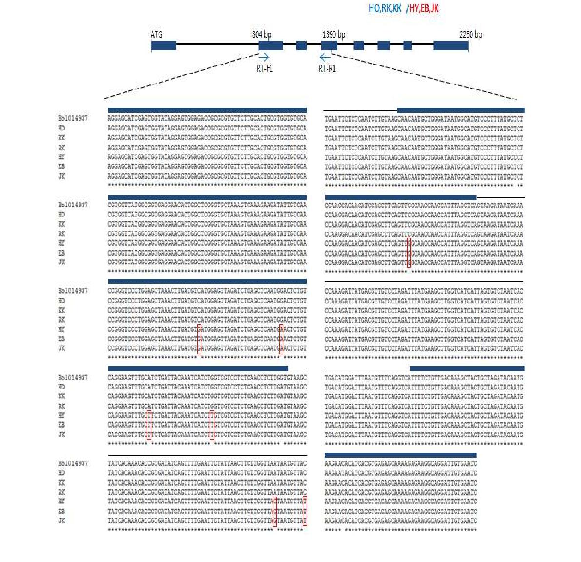 내서성 강/약 5개 계통에 대한 B014937 유전자 영역 염기서열 비교분석.