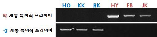 내서성 강/약 구분 B014937 유전자마커 PCR 분석 결과.
