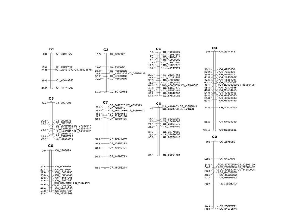 양배추류 유전체정보 기반으로 개발된 SNP 마커(바이오막 분석) 113개로 구성한 기초 유전자지도