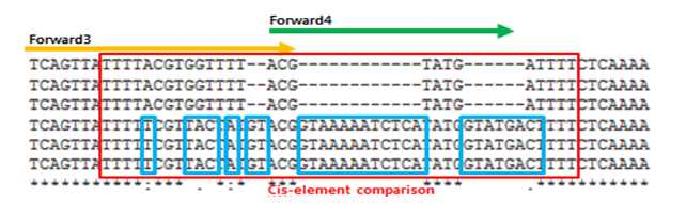 내서성 강/약 계통 간 형질 구분 gDNA 유전자 마커의 프라이머 제작 염기서열