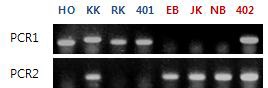 내서성 강/약 구분 BoHSP70 유전자마커 PCR 분석 결과