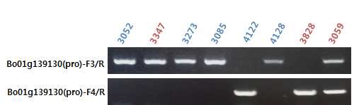 아시아종묘 개발 계통에서의 내서성 형질구분 후모 유전자마커 BoHSP70 PCR 분석 결과