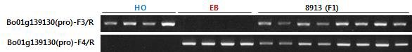 내서성 강/약 계통의 F1 세대를 통한 후보유전자마커 BoHSP70 유전자의 유전학적 특성 분석 PCR 결과