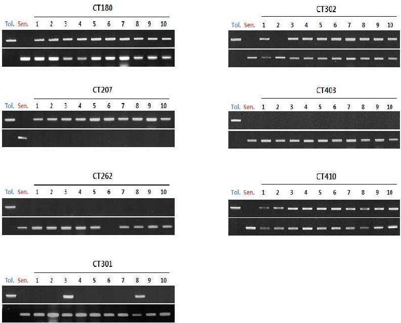 BoHSP70 후보 유전자 마커를 이용한 내서성 형질 구분 PCR 분석