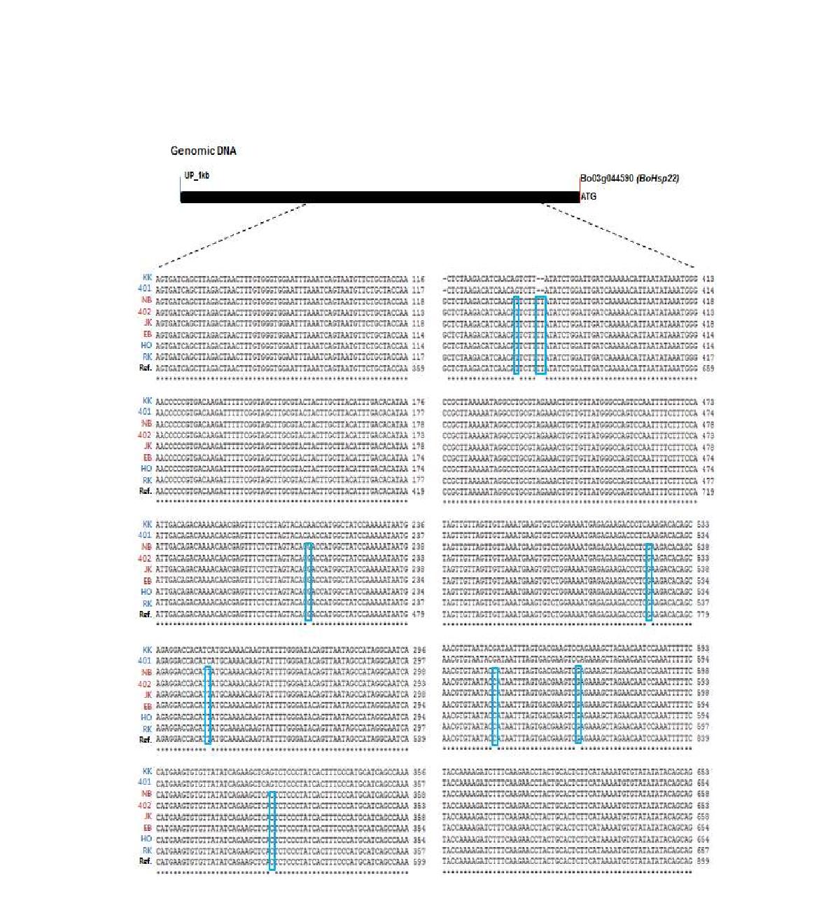 내서성 강/약 8 계통에 대한 BoHSP22 유전자의 1 kb 프로모터 영역 염기서열 비교분석