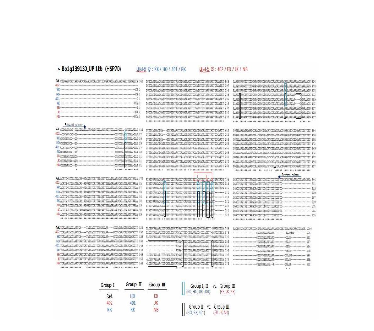 BoHSP70 유전자의 프로모터 영역 염기서열 비교분석에 따른 내서성 계통간 분류 group.