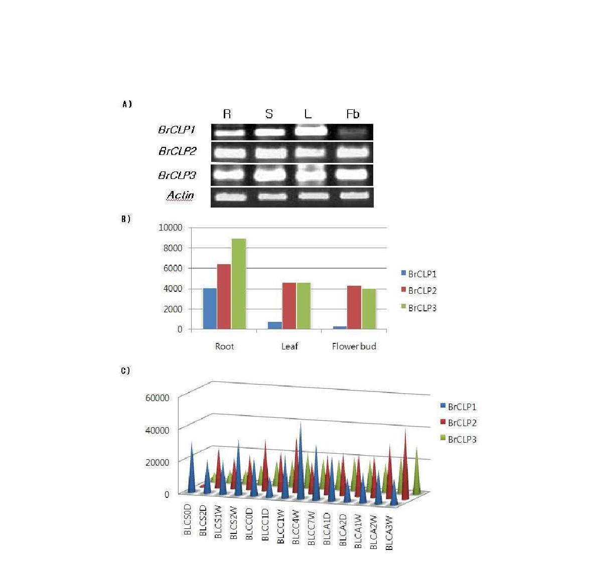 RT-PCR 및 microarray를 이용한 chitinase 유전자들의 발현 분석 (A, B) chitinase 유전자들의 기관별 발현분석 (C) chitinase 유전자들의 생육별 발현 분석