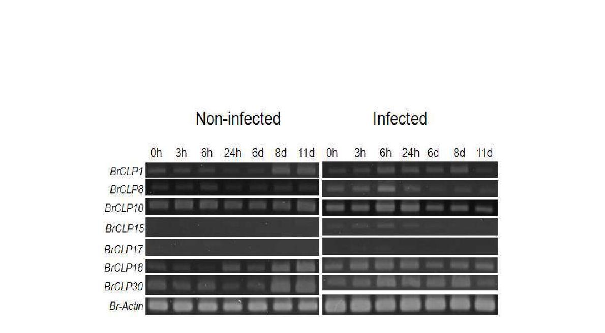 양배추의 유묘에 Fusarium oxysporum f. sp. conglutinans 처리 및 무처리 후 RT-PCR을 이용해 배추에서 동정된 chitinase 유전자들의 발현 분석