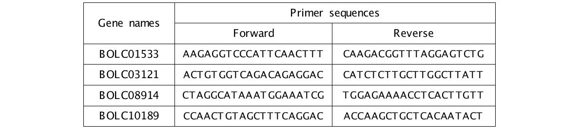 양배추 Chitinase 유전자의 Real-time PCR 발현 분석용 primer 염기서열