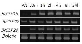 염 스트레스 처리 후 chitinase 유전자의 RT-PCR 발현 분석
