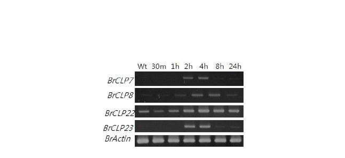 PEG 스트레스 처리 후 chitinase 유전자의 RT-PCR 발현 분석