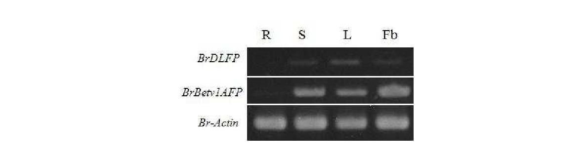 BrDLFP 및 BrBetvlAFP 유전자의 기관별 발현 분석