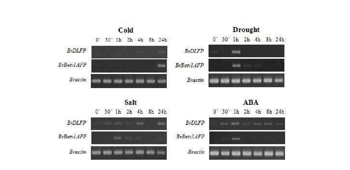 스트레스 처리 후 BrDLFP 유전자 및 BrBetvlAFP 유전자의 RT-PCR 발현
