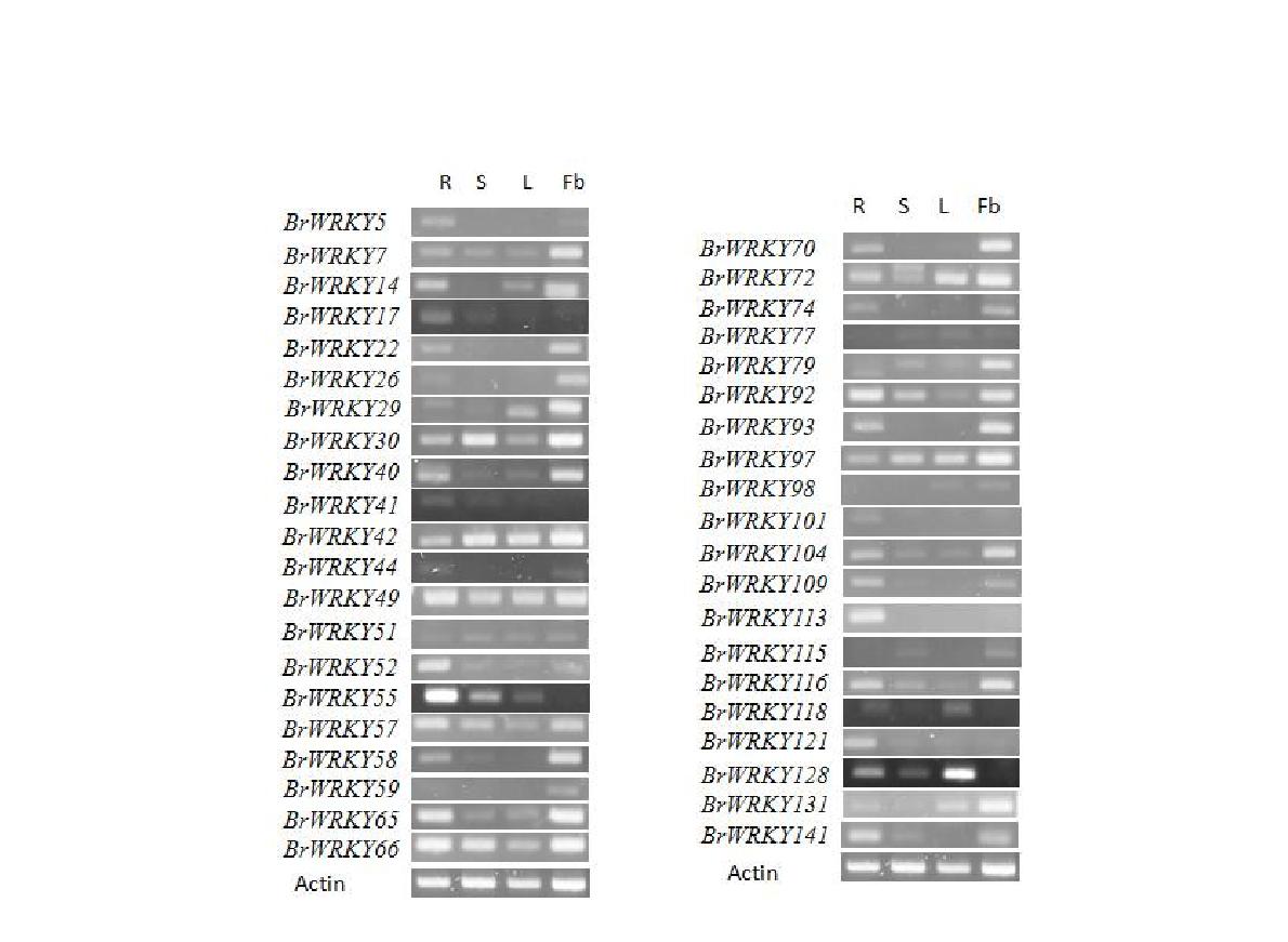BrWRKY 유전자의 기관 특이적 RT-PCR 결과 분석