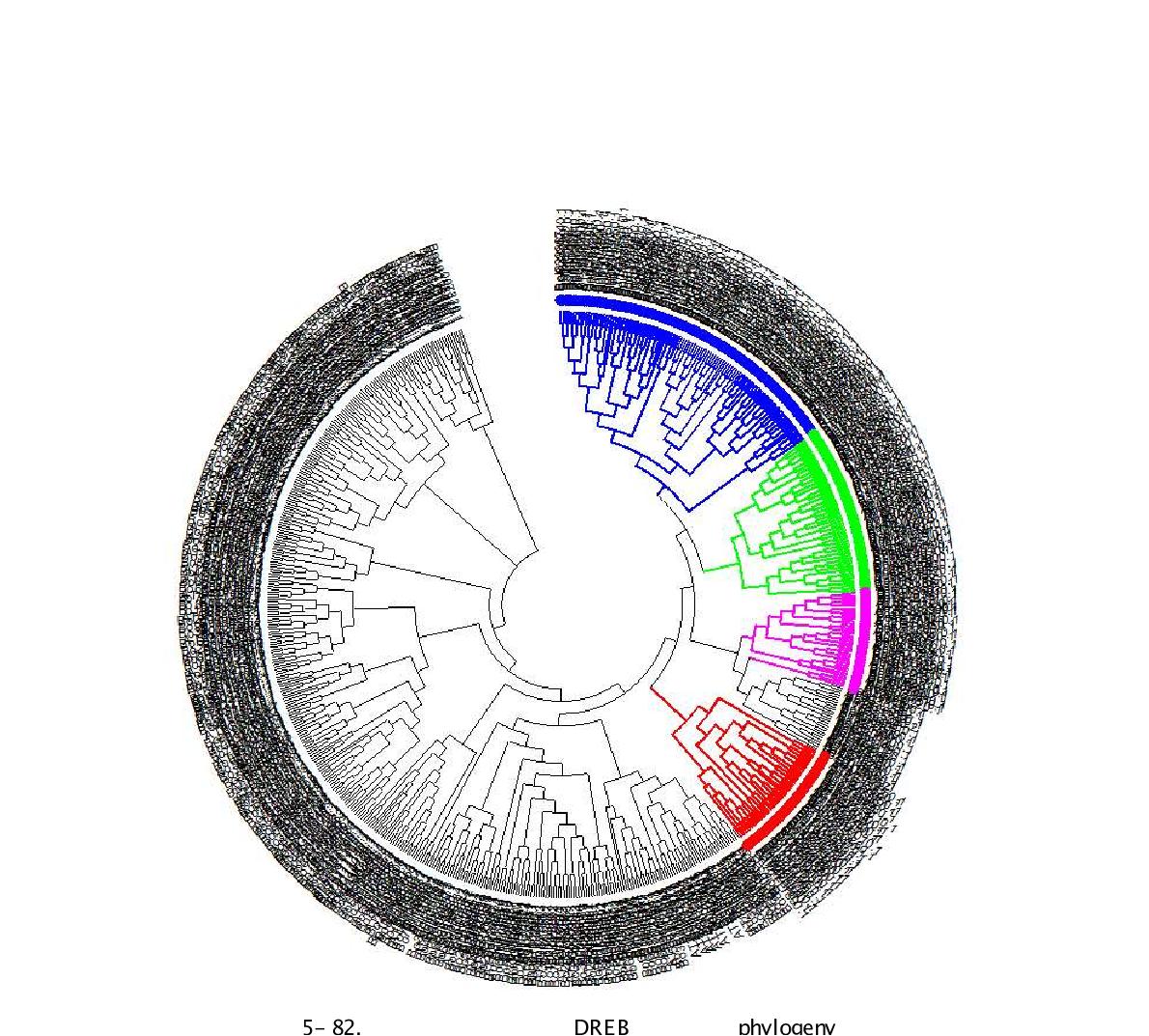 양배추 및 애기장대 DREB 유전자의 phylogeny 분석
