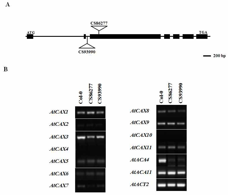 AtACA4 knock-out mutant (CS86277 and CS93990)의 genomic DNA상 T-DNA 삽입된 위치 (A) 및 Col-0와 AtACA4 knock-out mutant에서 AtCAXs와 AtACAs의 발현양 분석 (B) RT-PCR을 위한 total RNA는 0.5X MS plate에서 약 2주간 자란 식물체에서 추출하였고, AtACT2를 control로 사용하였다.