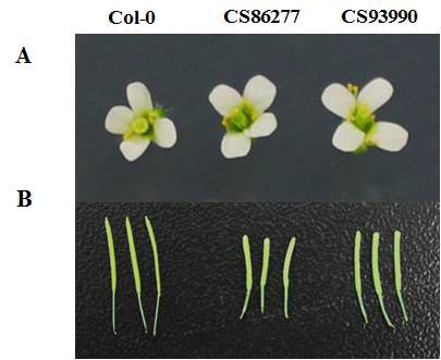 AtACA4 knock-out mutant (CS86277 and CS93990)의 꽃과 실리크 관찰