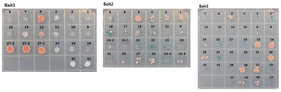Yeast two-hybrid 과정으로 AtACA4 단백질을 BD, Arabidopsis seedling library를 AD로 이용하여 선발한 후보 단백질 75개