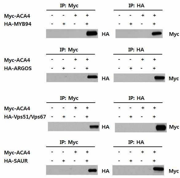 Yeast two-hybrid로 선발된 4개 단백질과 AtACA4 단백질이 상호작용하는지 in vitro 알아보기 위한 immunoprecipitation 결과임