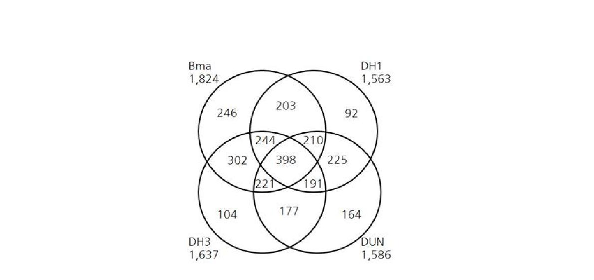 양배추 4계통간의 SNP 비교