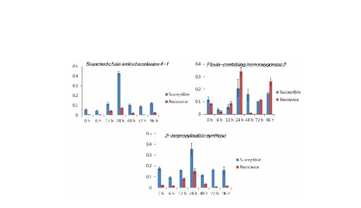 배추 좀나방 저항성과 감수성 양배추에 wounding 후 글루코시놀레이트에 관련된 유전자들의 qRT-PCR 결과