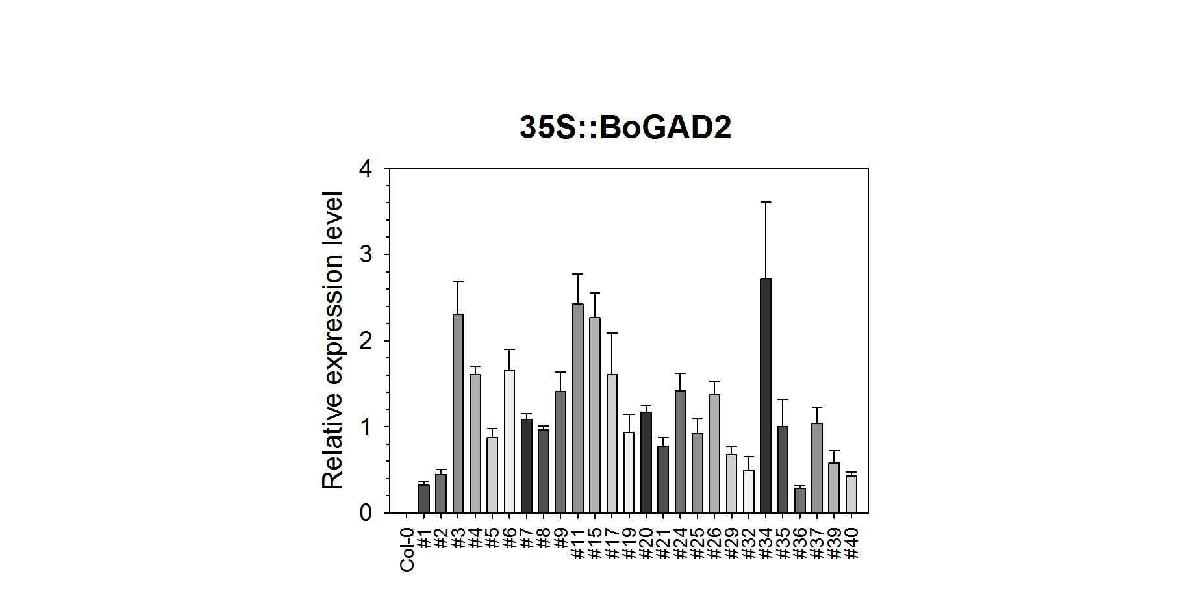 35s::BoGAD2 형질전환체의 BoGAD2 유전자 발현