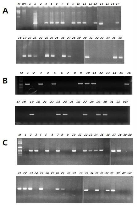 PCR을 이용한 형질전환체의 도입유전자의 확인 (A) Bar gene/pBI121벡터 도입, (B) Cry IIA+Bar gene/pBI121벡터 도입, (C) Chi+Osm/pBI121 벡터 도입