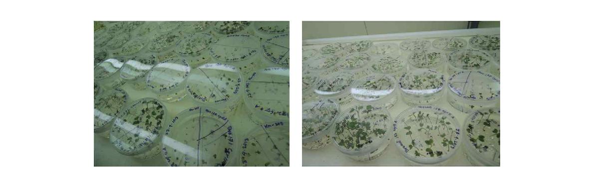 녹색꽃양배추 및 양배추 T2 세대에서 도입 유전자(bar)의 제초제에 대한 검정