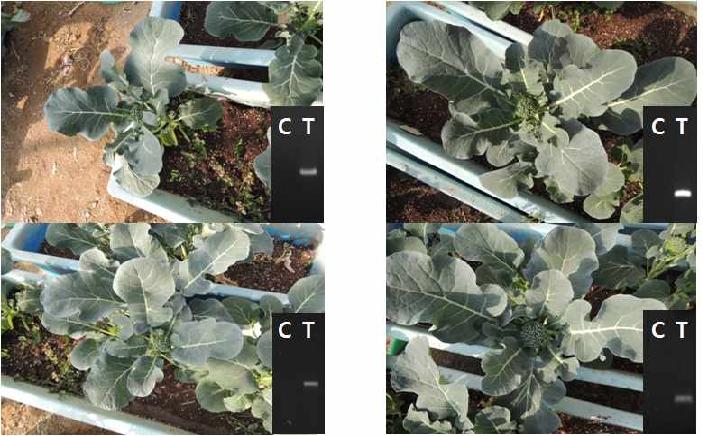 T2 세대에서 T3 세대의 종자를 수확하기 위해 키우고 있는 녹색꽃양배추 및 발현 분석