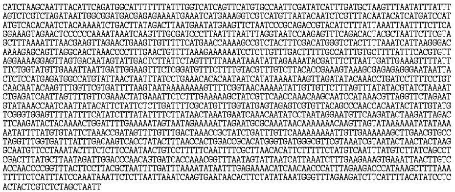 BrDRRP2 유전자의 promoter 영역의 염기확인(-1,941 bp)