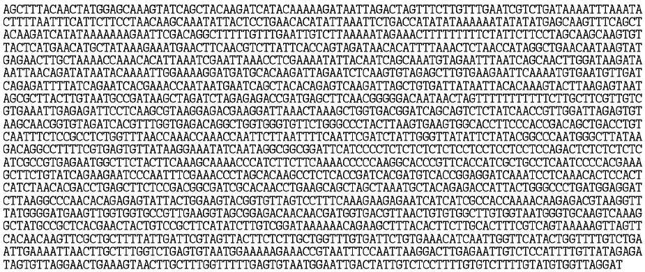 BrCLP2 유전자의 promoter 영역의 염기확인(-2,013 bp)