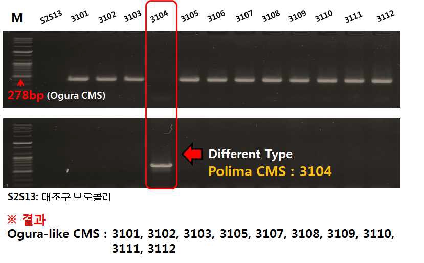 세포질웅성불임성(CMS) 계통 Type 검정(3차년도)