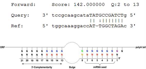 miRNA target 유전자 예측 방법