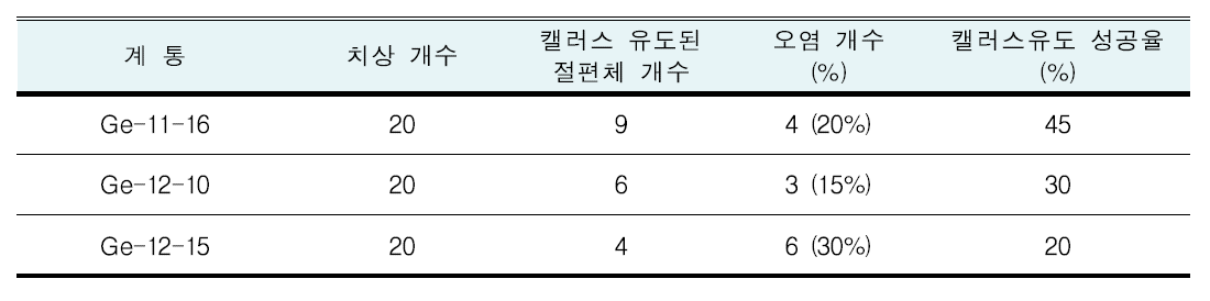 캘러스 유도 성과