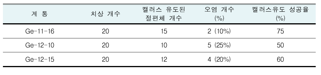 캘러스 유도 성공율