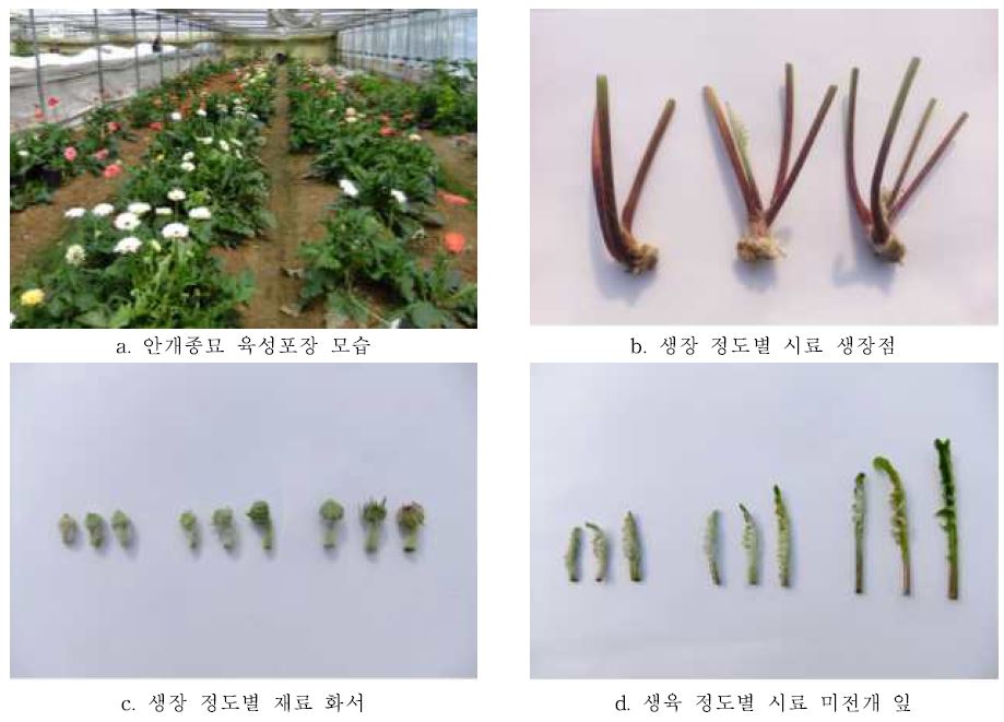 생육 정도별 배양 시료