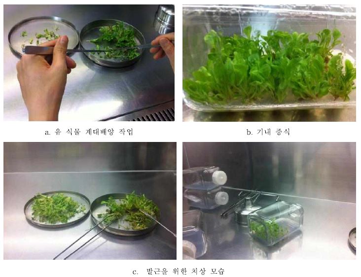 육성 품종의 기내배양