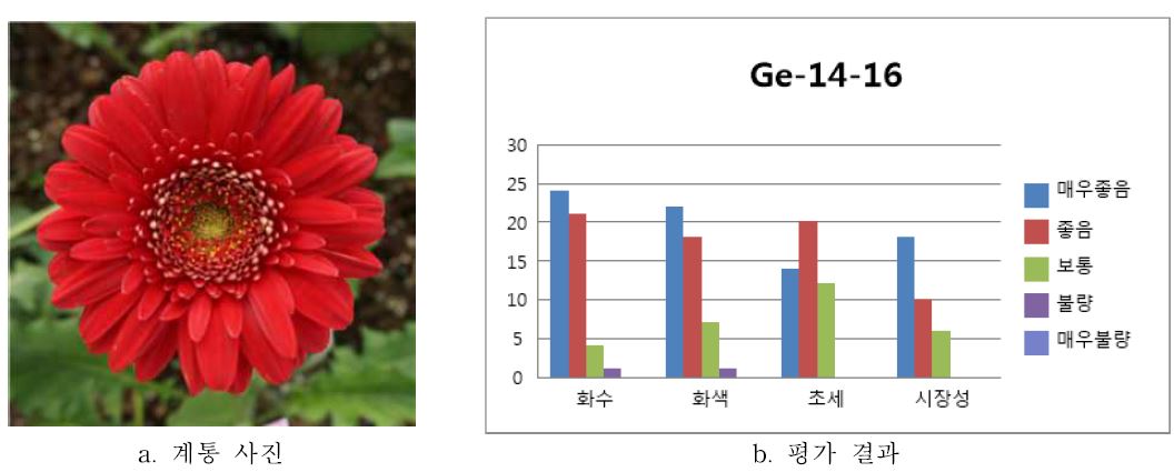 ‘Ge-14-16’ 품평결과