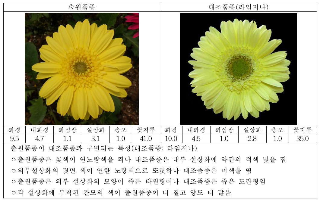 출원품종 (미스티옐로)과 대조품종의 생육 및 개화 특성 비교